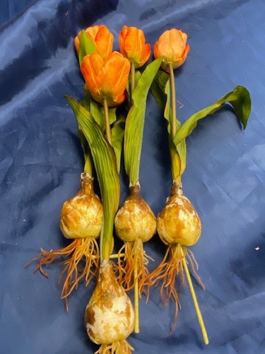 Tulpen rot mit - , zwiebel