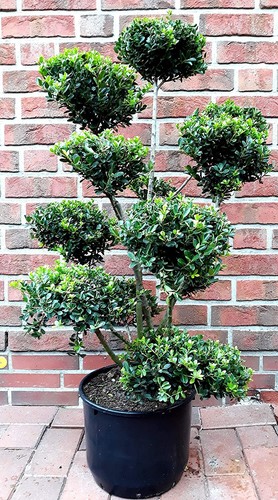Ilex gartenbonsai 150 160 - ilex,
