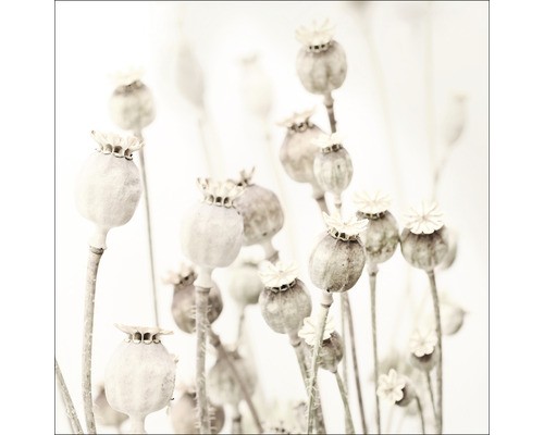 Glasbild dried poppies - dried, gla2451