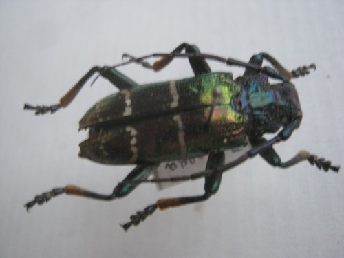 Cerambycidae bockkäfer m - ,