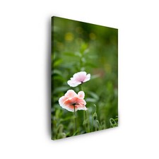 Leinwand-Bilder Pflanzen Botanik - Mohnblumen in Rosa Größe: 30x40 bis 80x120 cm