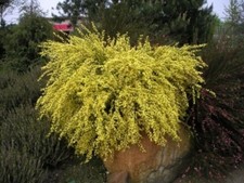 Cytisus praecox Allgold -