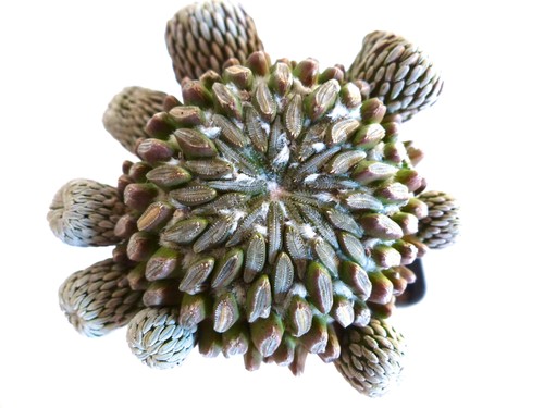 Pelecyphora aselliformis 1000