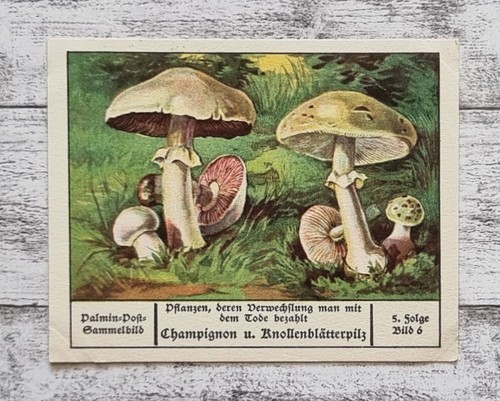 Champignon knollenblätterpilz - champignon,
