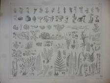 Orig. Stahlstich: Pflanzen -