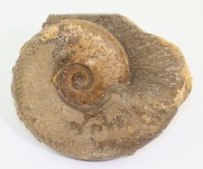 Ammonit, Hildaites murleyi