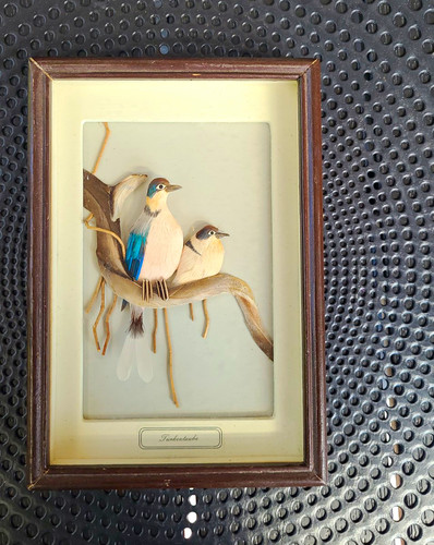 Vogelbild türkentaube - vogelbild,