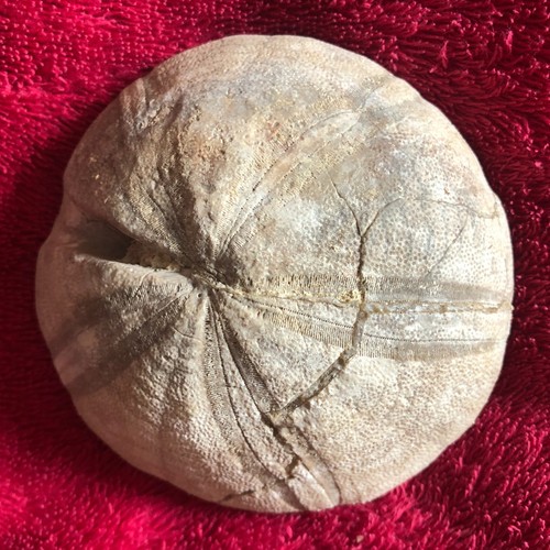 Clypeus plti jurassic - plti,