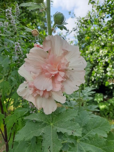 Stockrosen samen bauernrosen - stockrosen,