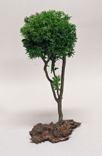 Baum flechtbaum auf baumrinde - baum,
