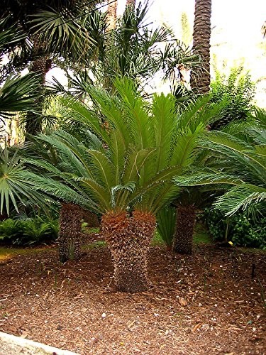 Cycas revoluta samen - 5x,
