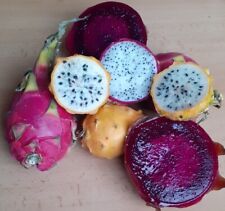 Pitahaya - Drachenfrucht Mix - Rot - Weiß - Gelb - 50 Samen Exotische Samen 