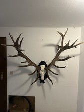 Abwurfstangen Rothirsch Geweih Hirschgeweih Deko Trägerpräparat