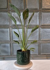 Strelitzie Paradiesvogelblume