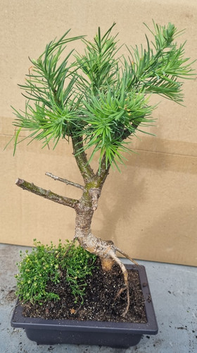 Lärche-Bonsai