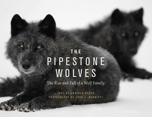 The pipestone wolves - the, rise