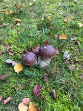 Ein Jagd  Wochenende Im