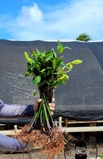 12" LARGE Red Mangrove Live