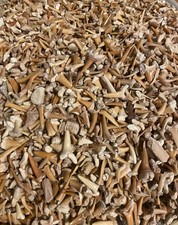 500g haizähne - ✦,