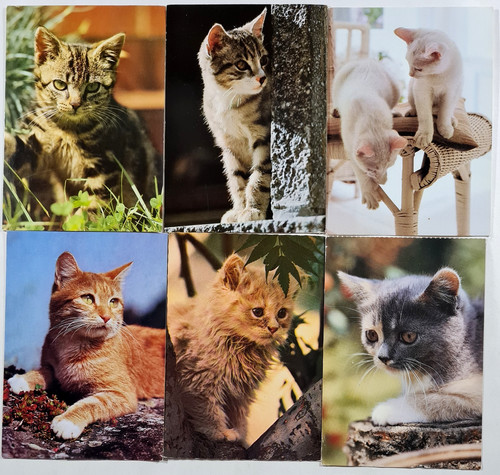 Katzen tierpostkarten lot x - 11,