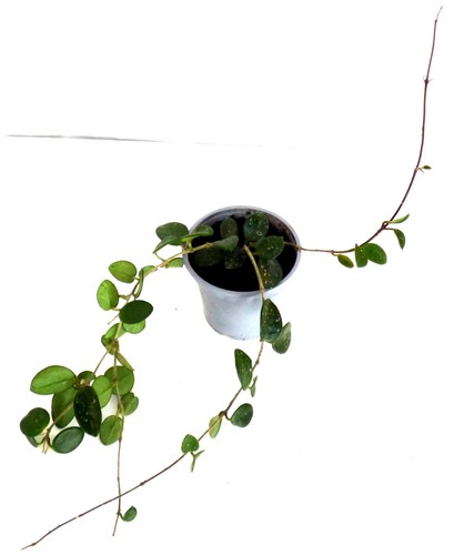 Hoya porzellanblume - ⭑,