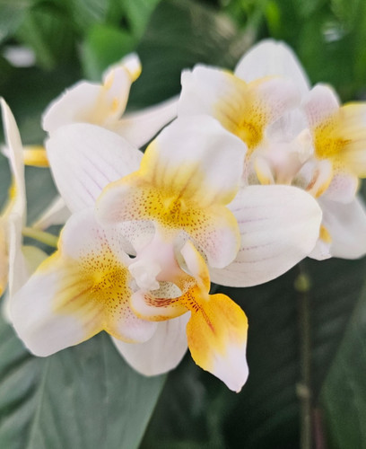 Orchidee phalaenopsis phal - orchidee,