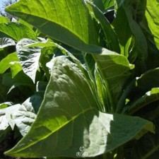 Virginia Blattgold Tabak 300+ Stück frische Samen, Nicotiana tabacum, Tabak