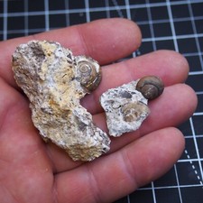 38gr Snail Cepaea Rüssingen