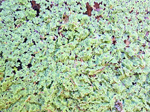Wasserpflanze azolla - 15,