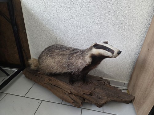 Tierpräparat dachs - tierpräparat,