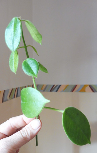 Großer ableger hoya - großer, ableger🌷hoya