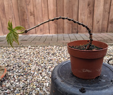 Bergahorn, Pre Bonsai, Bonsai