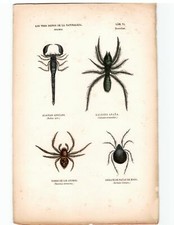 Antike Handkolorierte Lithographie Grafik 19 Jh. , Tiere, Insekten, Spinnentiere