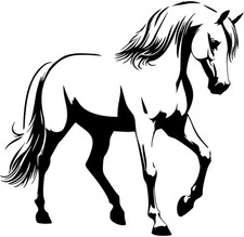 Aufkleber Pferd Araber Pferd