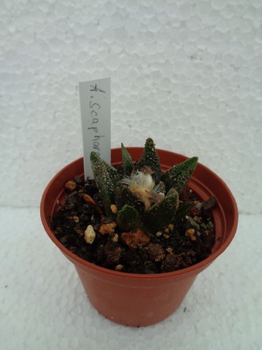 Ariocarpus scapharostrus - , we