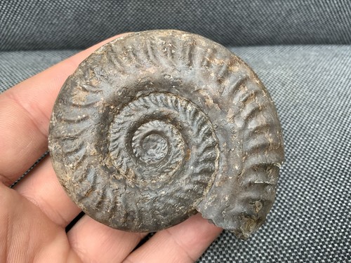 Präparierter hildoceras sp - präparierter,