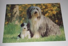 Bearded Collie Hunde Mutter Welpe Dog Tier Postkarte Ak Hundepostkarte Horn