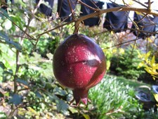 10 Korn Granatapfel Punica