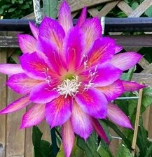 Epiphyllum "Circus Circus"