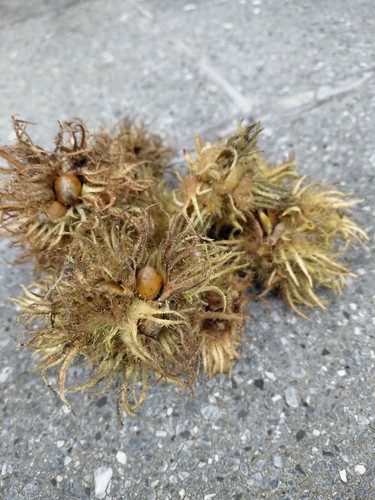 Frische hexennüsse - 10,