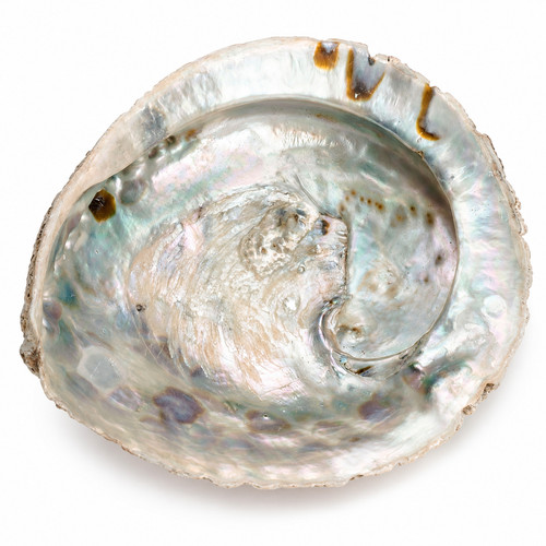 Abalone muschel cm - 14–17,