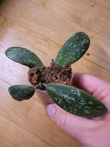 Hoya sigillatis - leaf),