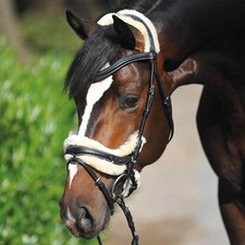 Kavalkade Schwarz Warmblut