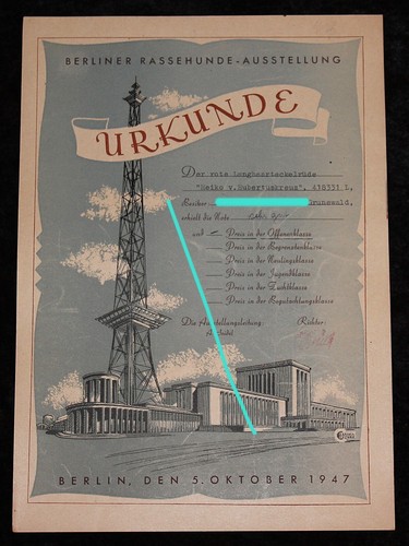 Berliner rassehunde - berliner,