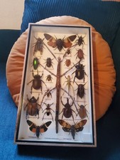 KÄFERSAMMLUNG: Insekten