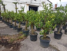 Zitronenbaum Citrus Limon