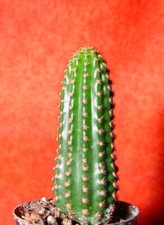 Hildewintera Mini Blüte lachsorange 10 cm groß Kaktus