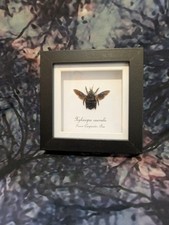 Grüne Zimmermannsbiene