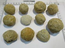 S70 Sammlung 11 Fossilien Muschel Baryt Schwerspat-Sand Steinhardter Erbsen 4cm