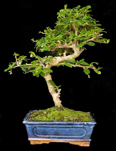 Bonsai carmona microphylla - bonsai,